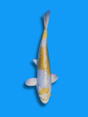 Doitsu Hariwake | Koi&Co.